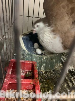 লাহোরি শিরাজি ডিম সহ জোরা ।১০০% Fresh